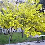 Pisani San Nicola La Strada